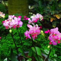 парк орхидей " утопия " :: ALEX KHAZAN