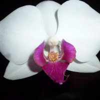 Орхидея в ночи :: Дарья Совушкина
