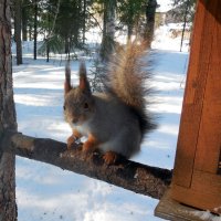 - А еще семечки будут!!!??? :: Наталья Пендюк Пендюк