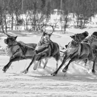 По тундре с ветерком :: Эмилия 