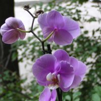 Капризная красавица орхидея :: Михаил Андреев