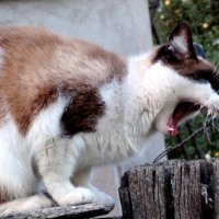 кошка: -сейчас я эту проволоку перекушу!!! :: Александр Прокудин