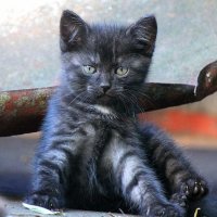 Котёнок. :: оля san-alondra