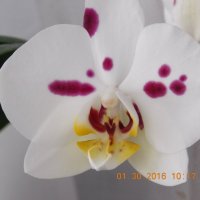 орхидея :: Anastasiay 