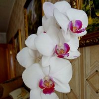 Орхидея Фаленопсис. :: Ирина 