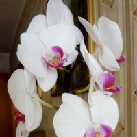 Орхидея Фаленопсис. :: Ирина 