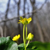 Вестники весны. :: владимир 