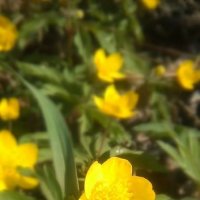 Yellow flower :: Ntalia Grey