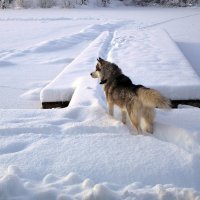 Местный любимец :: Андрей Мелехов 