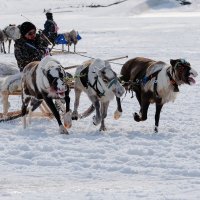 гонки на оленях :: Yuri Mekhonoshin