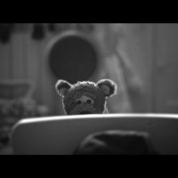 Медведь. :: Sergey ///