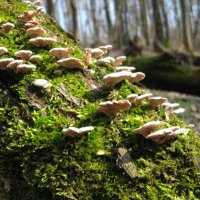 Трутовые грибы. :: Лена Минакова