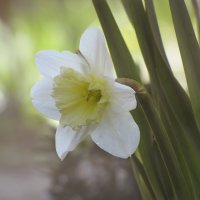 Нарцисс весной :: Ольга 