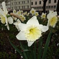 Нарцисс- цветок нежный... :: Galina Dzubina