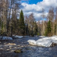 Линдуловская роща. :: Наталья Иванова