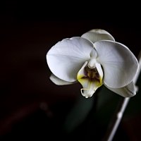 Моя орхидея :: Алла Шапошникова