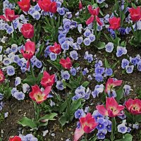 Цветы в апреле 1 :: Валерий Дворников