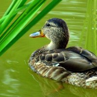 уточка в зеленой воде :: Александр Прокудин