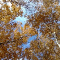 Осенний лес :: Рустем Жансеитов
