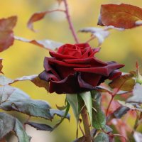 бархатная роза :: виталий Цицюрский