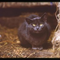 чёрный кот :: виталий Цицюрский