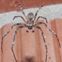 Spider :: Антон Царьков