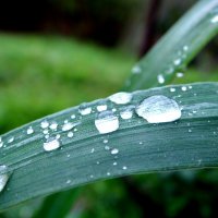 Water droplets :: Роман Комина