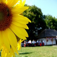 Ukrainian sunflower :: Роман Комина