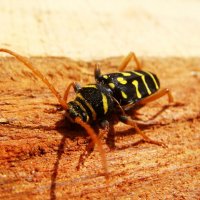 Beetle :: Роман Комина