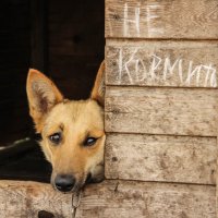 Из серии "Сижу за решеткой..." Приют для животных. :: Олеся Буранова