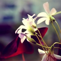 Цветы :: Billie Fox