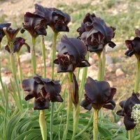 31.03.13 Чёрный ирис - Iris Nigricans (национальный цветок Иордании) :: Борис Ржевский