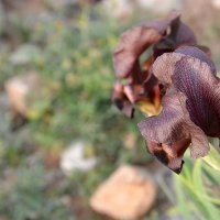 31.03.13 Чёрный ирис - Iris Nigricans (национальный цветок Иордании) :: Борис Ржевский