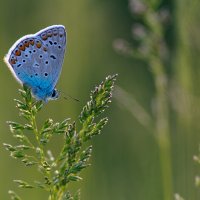 Бабочка :: Иван Климов