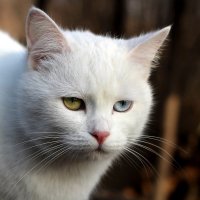 odd eyed cat :: an0xx 