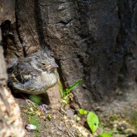 Nestling :: Артём Волков