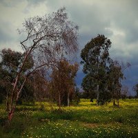 Before a Storm ... :: Георгий Столяров