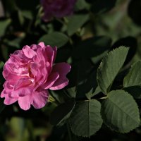 Розовая роза... :: Olenka 