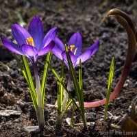 Крокусы и цветочный скорпион :: Евгений Лимонтов