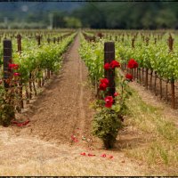 Виноградники в Долине Напа :: Yanina Gotsulsky