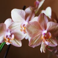 Орхидея фаленопсис :: Galina Kazakova
