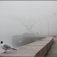 Туман :: Александр Федчишин