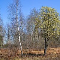 Весенняя картинка с вербой :: Милешкин Владимир Алексеевич 