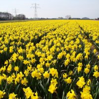 Весна в Голландии :: Vasilii Pozdeev