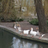 По моей команде - в воду :: Анюта Я