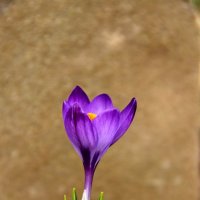 Первый весенний цветок-крокус. :: yav 110455