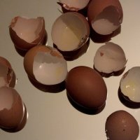 Яйца :: Елена Кирилова