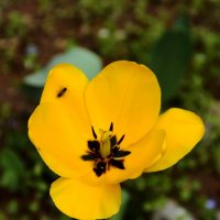 Тюльпаны в ботаническом саду :: Светлана 