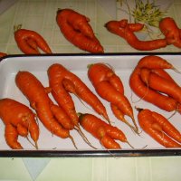 Морковный натюрморт! :: Елизавета Успенская