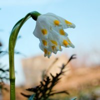 Весеннее очарование :: Старичок Иванов